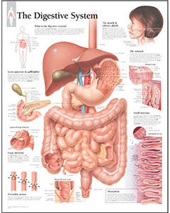 Digestive