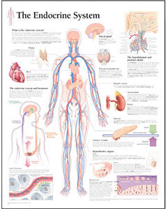 Endocrine