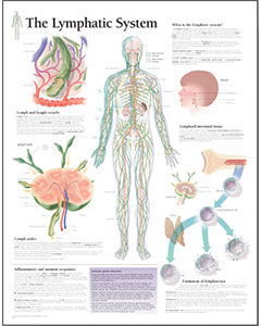 Lymph