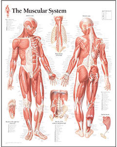 Muscle