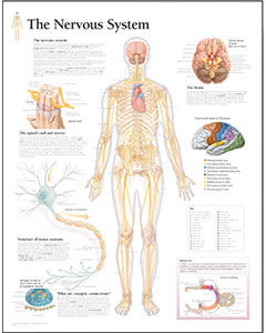 Nerves
