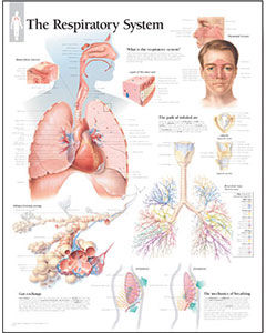 Respiratory