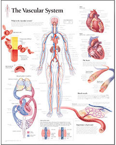 Vascular